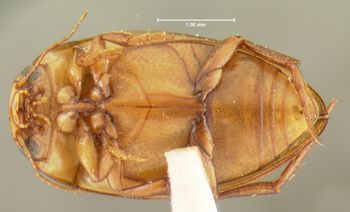 Media type: image;   Entomology 23952 Aspect: habitus ventral view